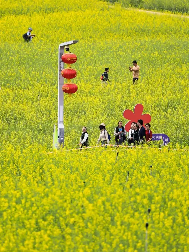 深圳市光明小镇欢乐田园观赏油菜花攻略