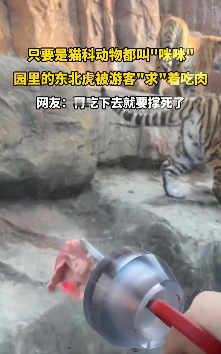 老虎也过年了！黑龙江哈尔滨，一女子去东北虎林园看老虎，上观赏车前，特意买了好几块