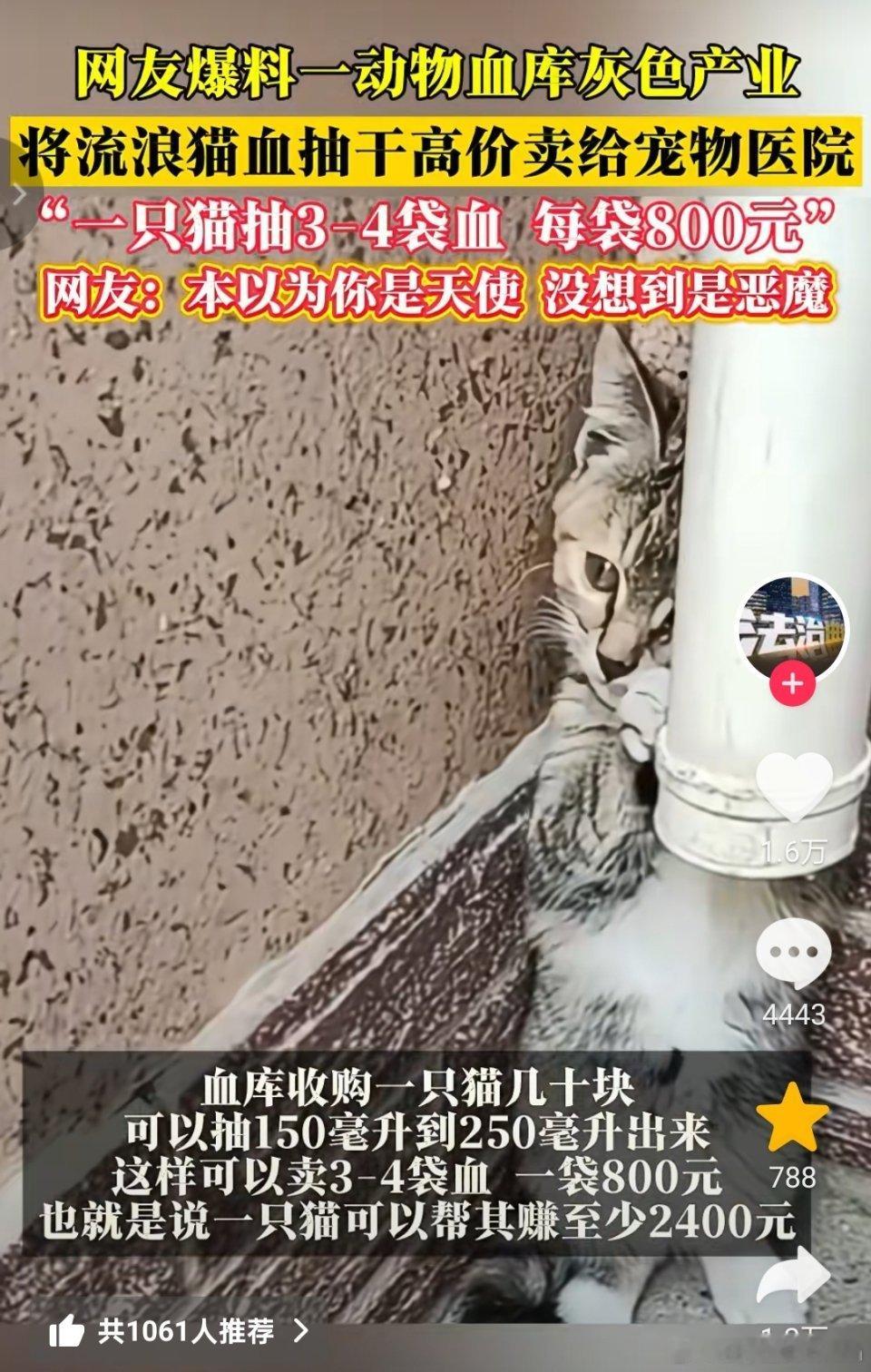 🔻据媒体报道，网友爆料有动物血库将流浪猫血抽了高价卖给宠物医院。的确非常暴利，
