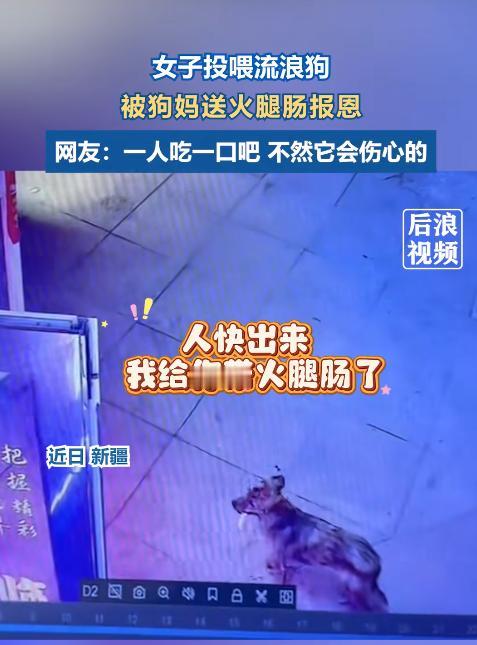 近日，新疆一流浪狗跑到曾投喂过它的女子面前，本以为它是来索要吃的，没想到，小狗竟