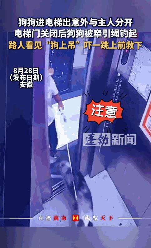 “这也太吓人了！”安徽，狗主人遛完狗回家，可狗刚进电梯门就关上了，狗主人被留在外