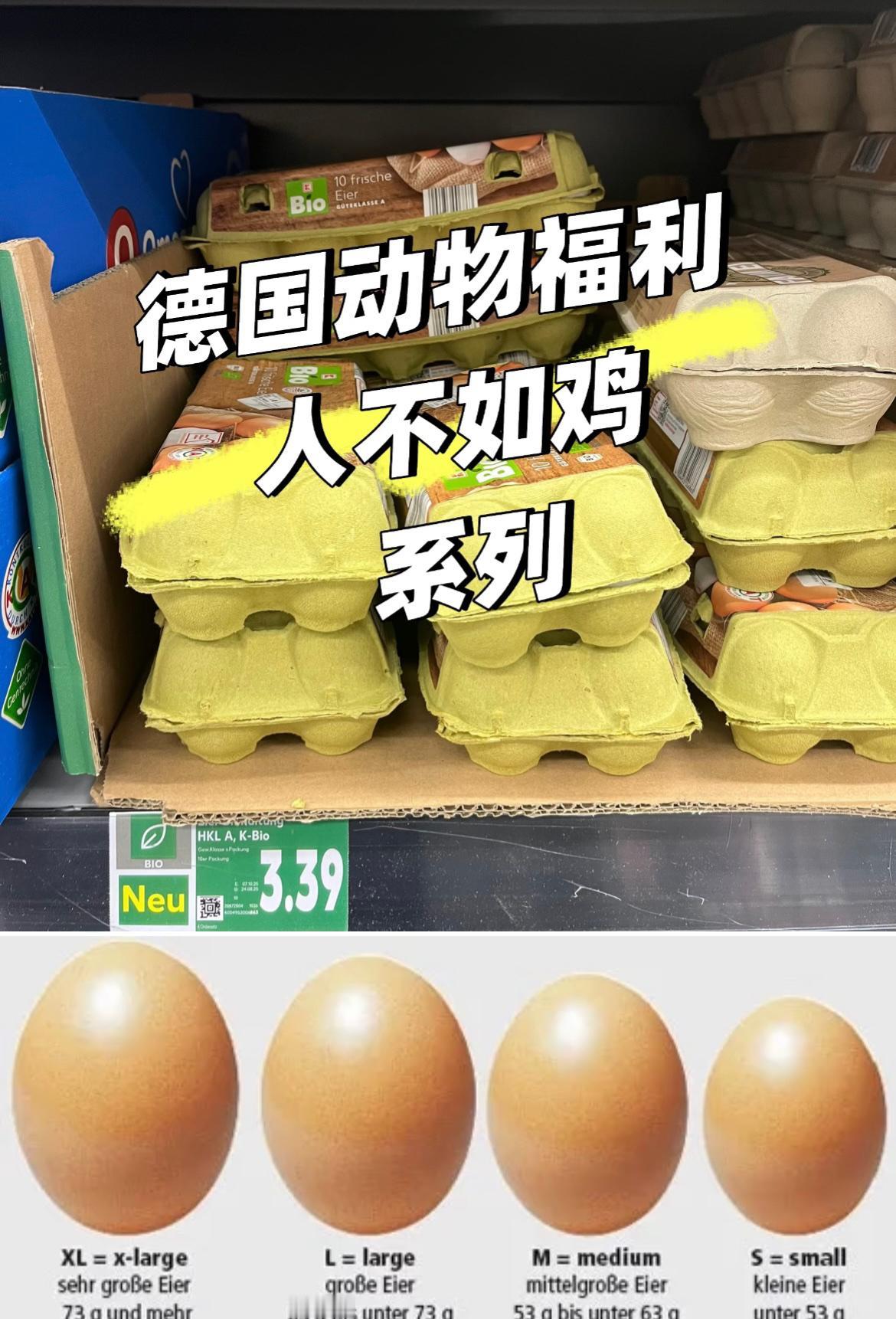 德国动物保护有多疯狂，华人吐槽她读二年级女儿的老师教教他们不要买大号鸡蛋，说对鸡