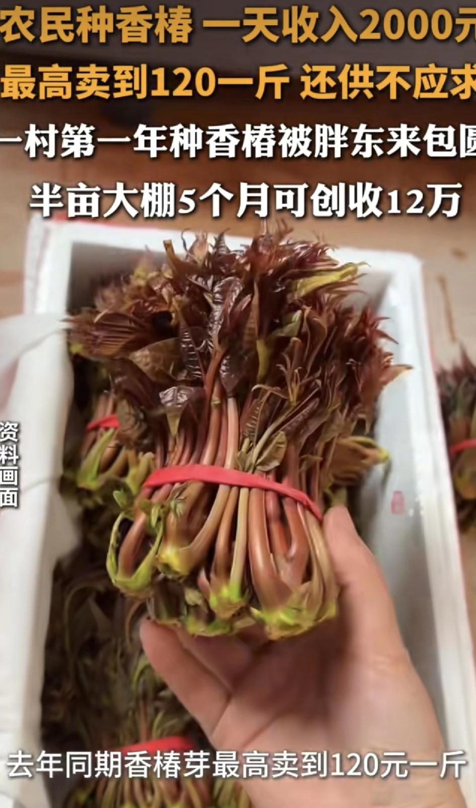 河南有村民种植香椿一天收入2000元，当地一位村干部早些年听自己的战友说，上海超