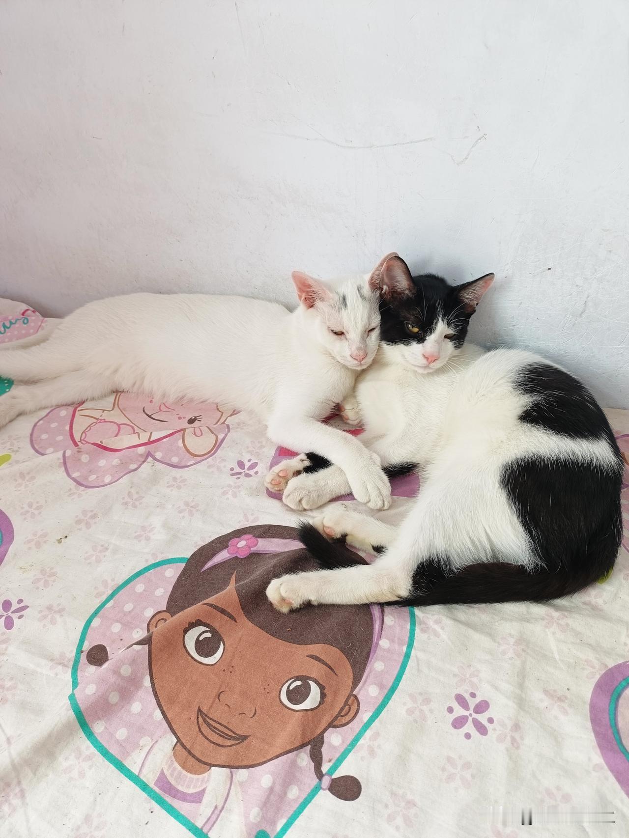 我在外面喂了两只流浪猫，一只流浪狸花猫，一只流浪猫妈妈。家里的小猫是两只白猫