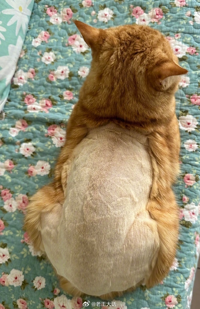 猫：我将360度无死角恨你😡​​​