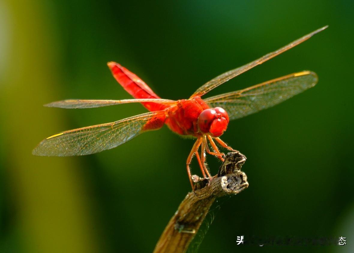 自然之翼：远超人类科技的飞行奇迹在自然界中，蜻蜓拥有堪称完