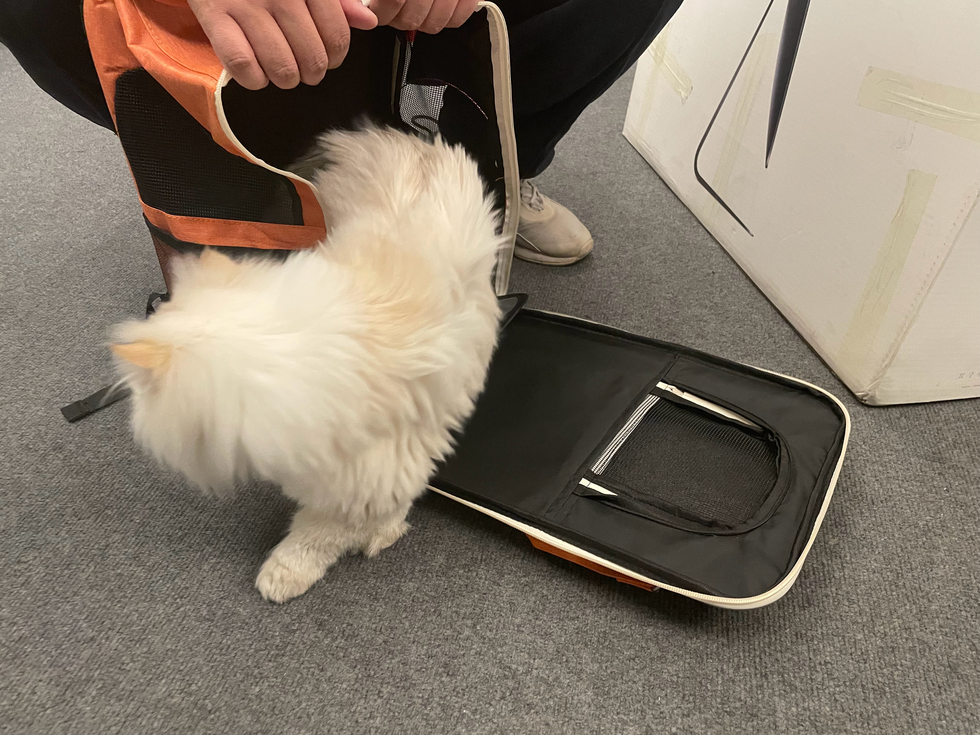 我们工作室新来的萌宠每天喝的农夫山泉吃的，比我还好猫条、肉冻干、鱼罐头