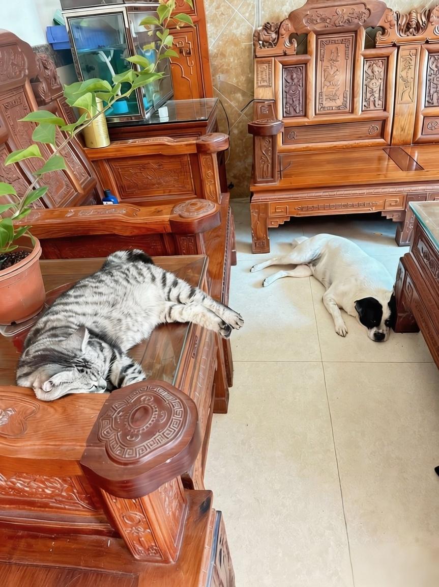 随手拍张照慵懒的猫咪和狗狗在家具旁安然酣睡，时光都跟着慢了下来。