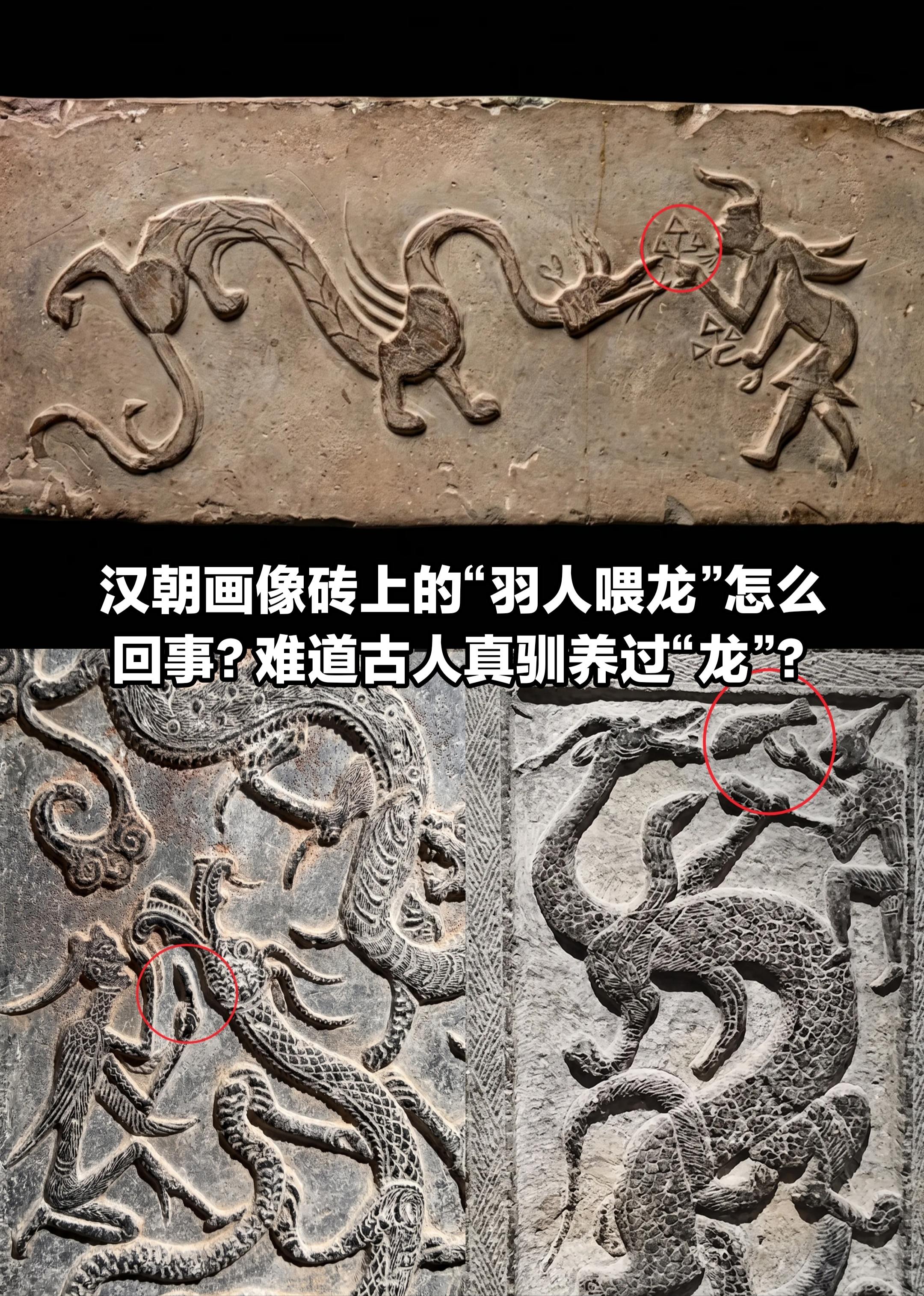 汉画像砖“羽人喂龙”，古人真驯养过“龙”