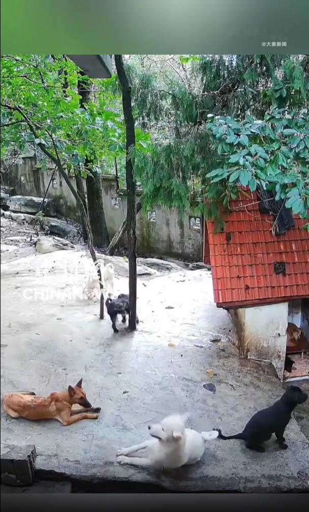 “万物有灵！”重庆宠物公园，一只小白狗突然毫无征兆地离世，周围的狗狗们纷纷冲向它