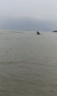 爆笑GIF: 妹子, 没事逗猪干嘛呢?