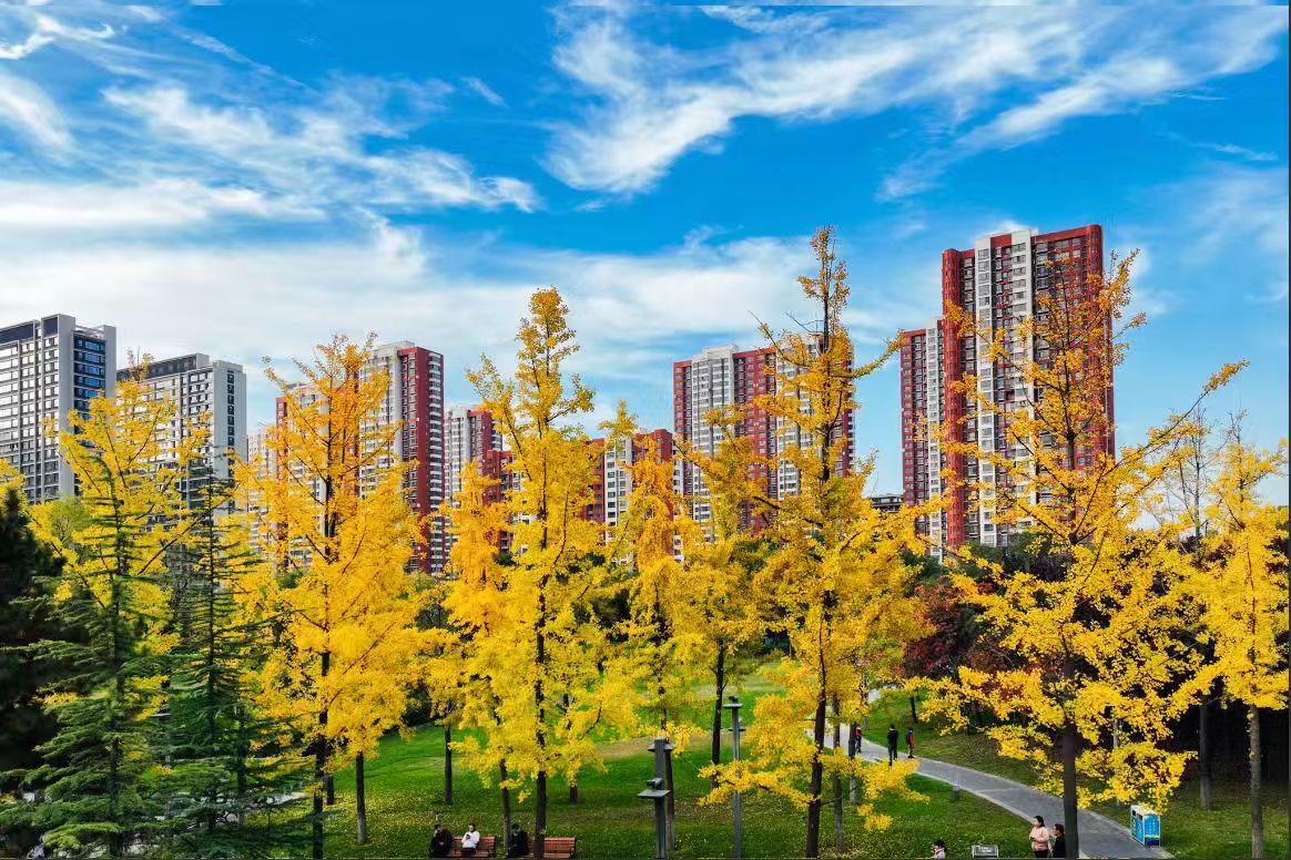 冬日生活随拍蓝天揉碎云絮，高楼旁的银杏把秋意染得明黄。风过处碎金摇落，小径上脚步