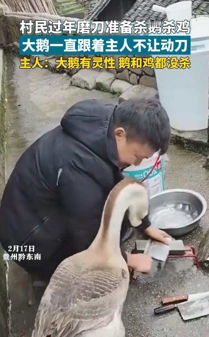 “太有灵性了！”贵州黔东南，男子过年家里来亲戚串门，他准备把家里的鸡和鹅杀了招待