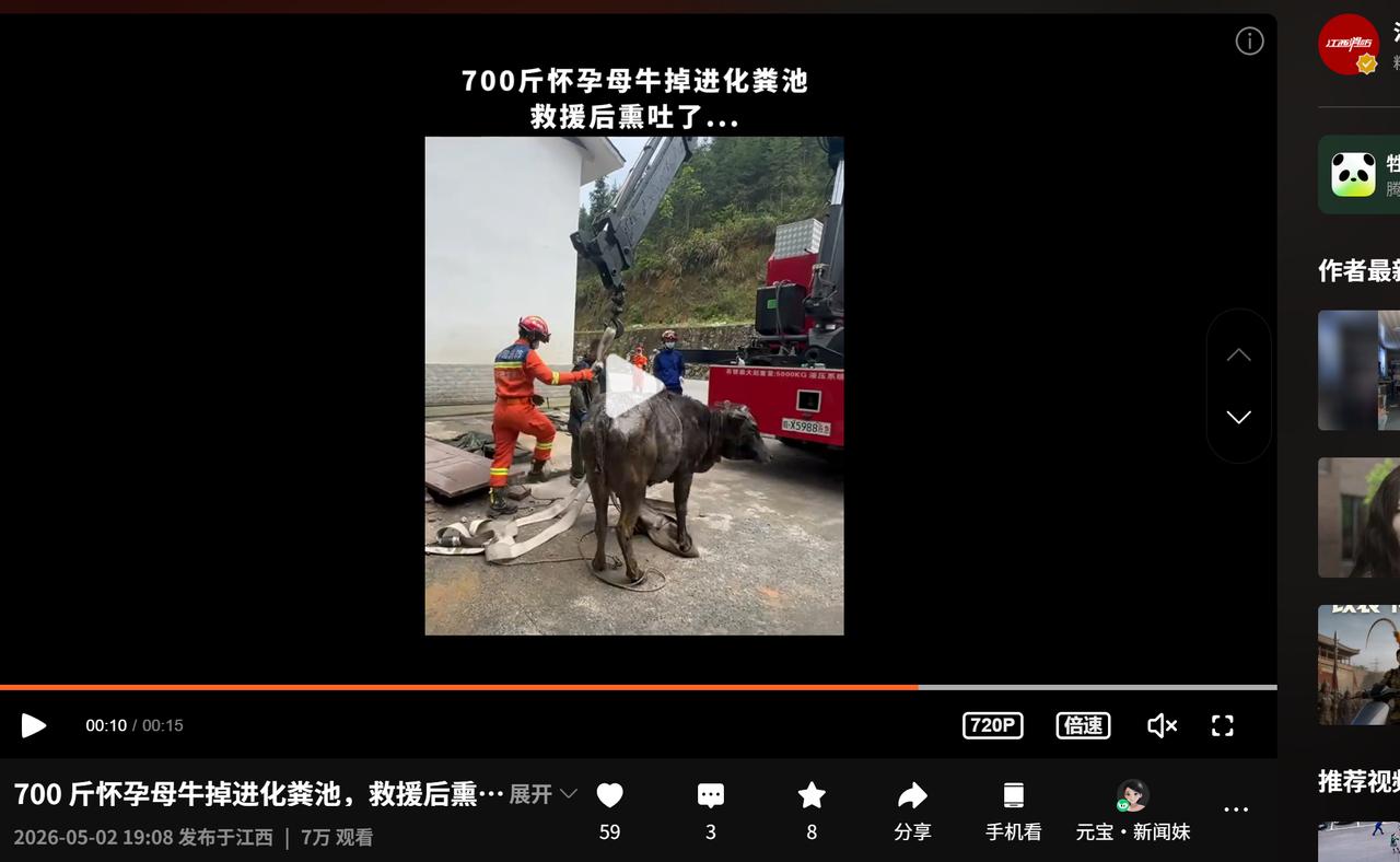 700斤怀孕母牛掉入化粪池，救援后，消防员被熏到呕吐……你们辛苦了！宜春