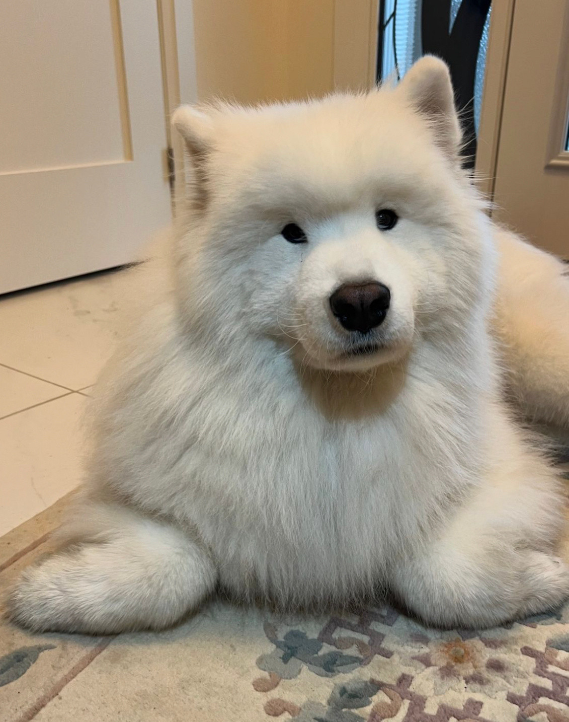 正在cos海豹的萨摩耶