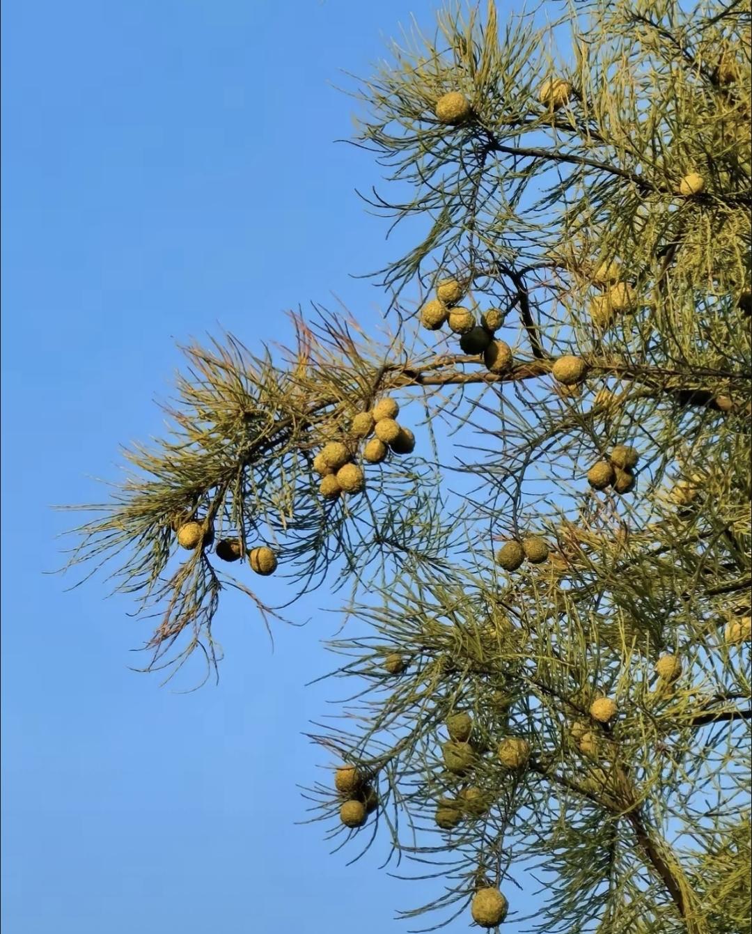 最近跟老家表哥聊天，说村口路都堵了，全是回来的人。有些去县城工厂，有些帮忙收秋，