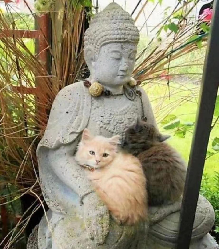 在小区闲逛时，无意间撞见两只小猫蜷缩在佛像怀里，瞬间心都化了。凑近仔细一看，