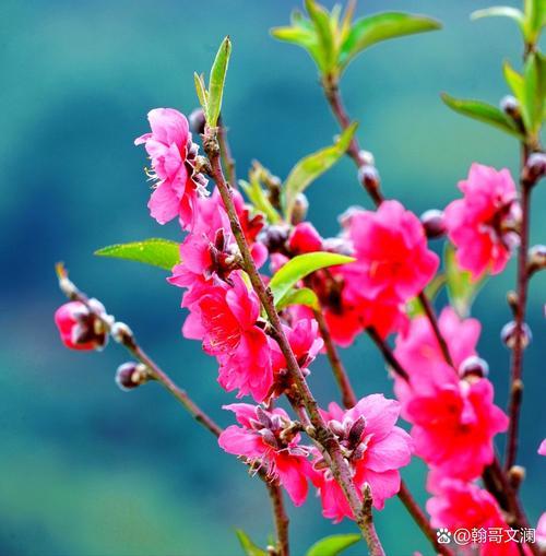 出句：桃花朵朵风中笑；对句：燕子声声檐下啼。联意赏析：[墨镜]此联从意