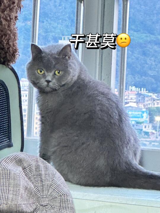 竟然有人跟我说我家蓝猫长残了？