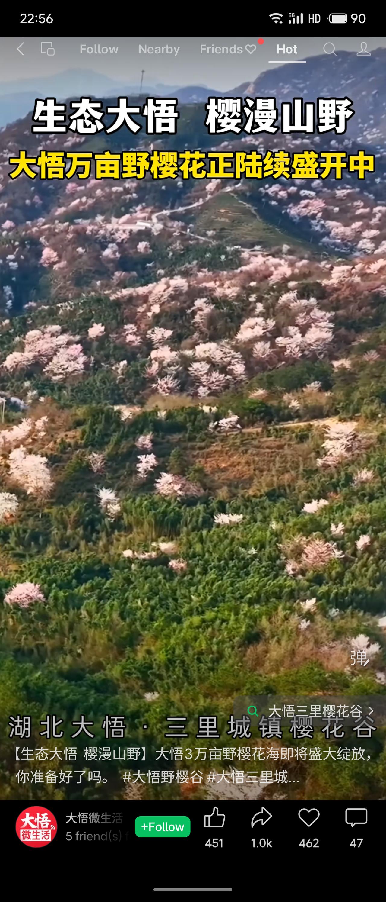 仲春时节，大悟三里樱花谷正值烂漫。千树万枝，粉白相间，如云似霞，铺满山谷。微风拂