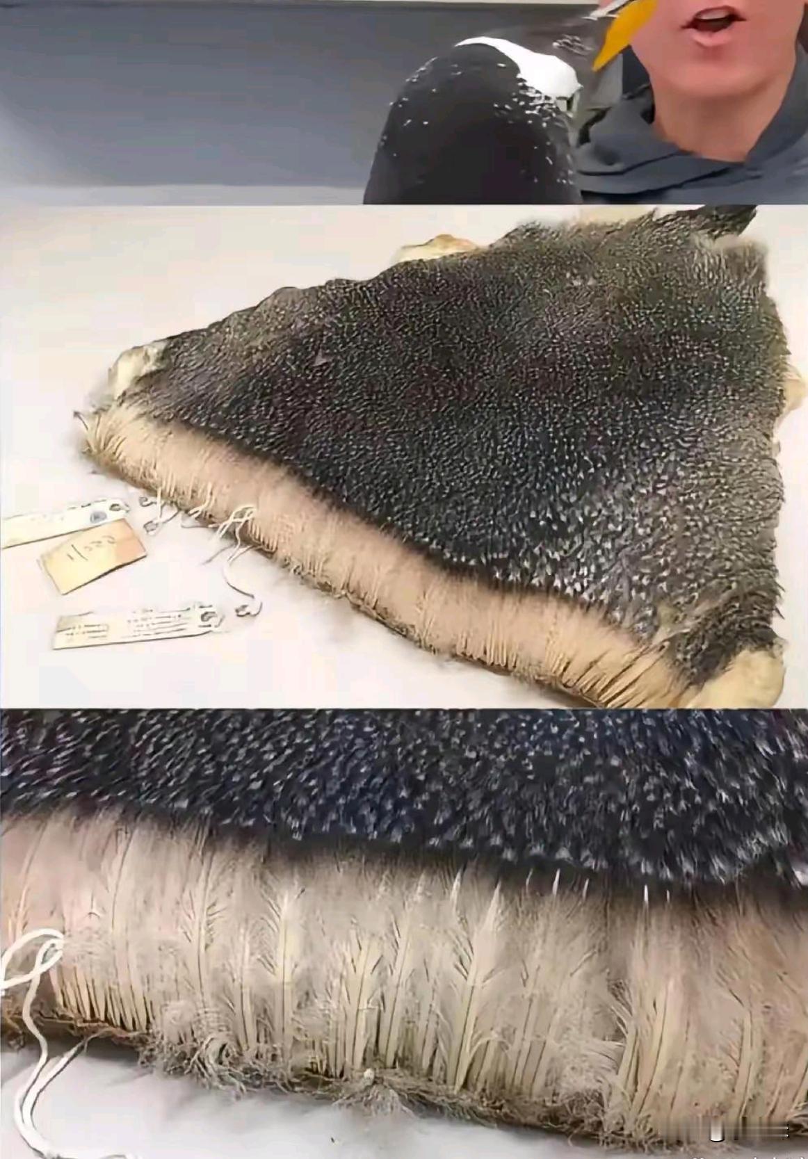 这是不能摸企鹅的另一个原因，看看他们的毛就知道了