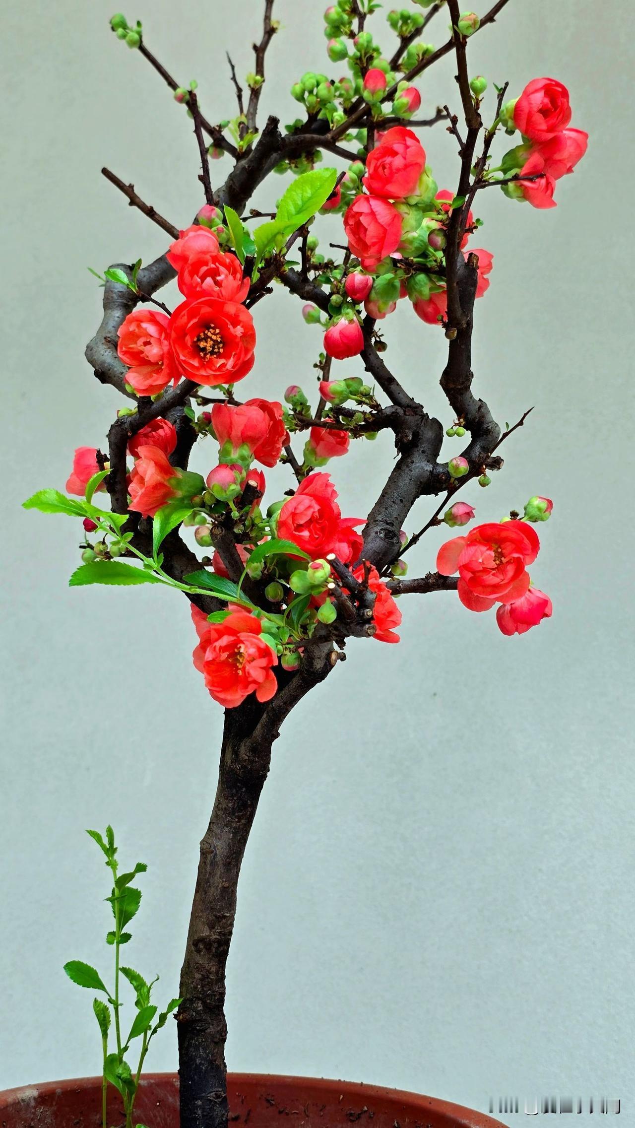 昨天下午，我翻看宝子数学作业。哇，天书啊，简直就是天书。我连最简单的都看不