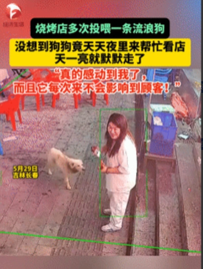 太通人性了！5月29日，长春，烧烤店老板娘多次投喂流浪狗，没想到，流浪狗竟每天趁