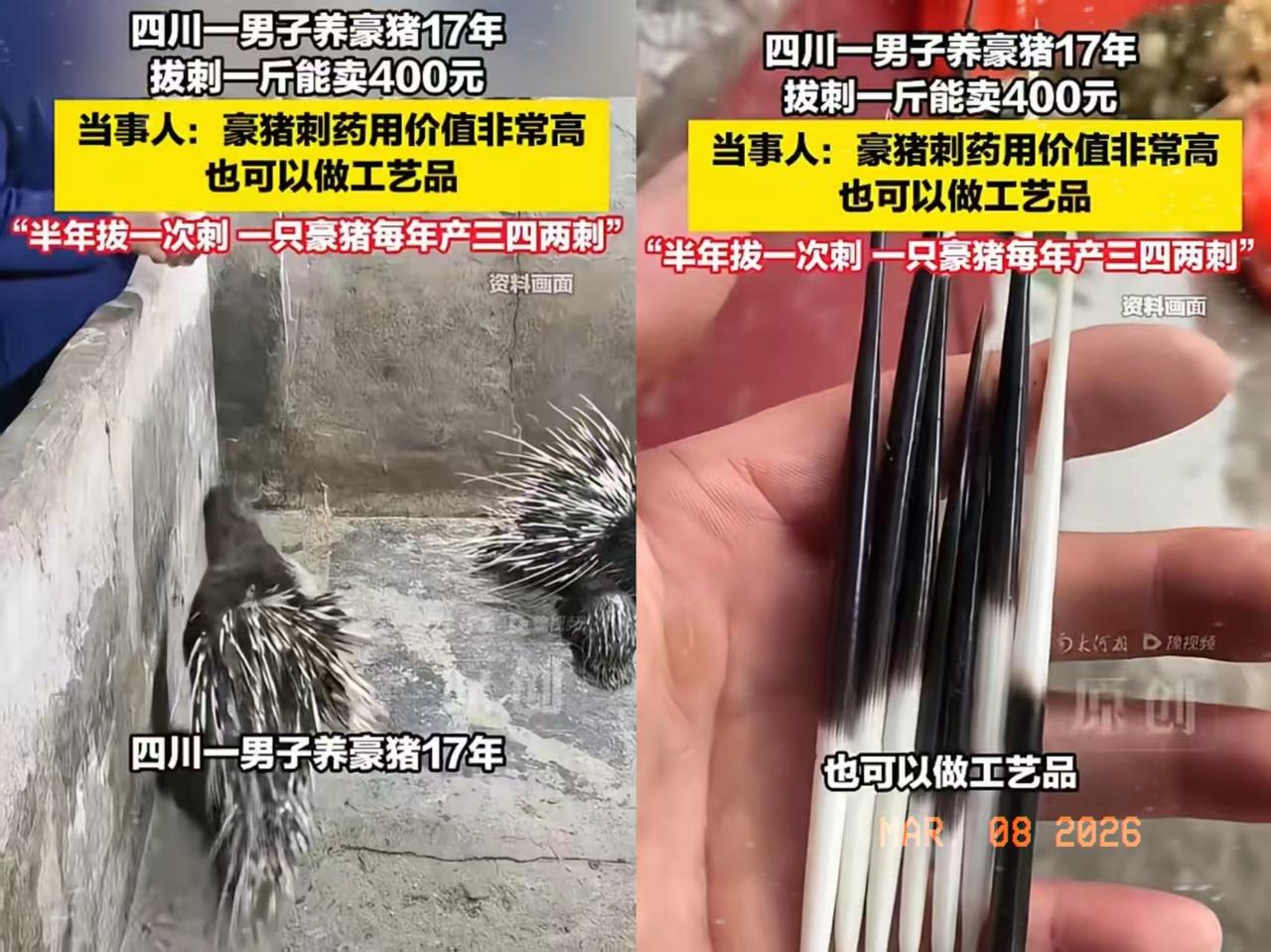 “开眼界了！”四川内江这大哥，养豪猪17年，不盯着豪猪肉，就靠拔豪猪刺赚钱，每斤