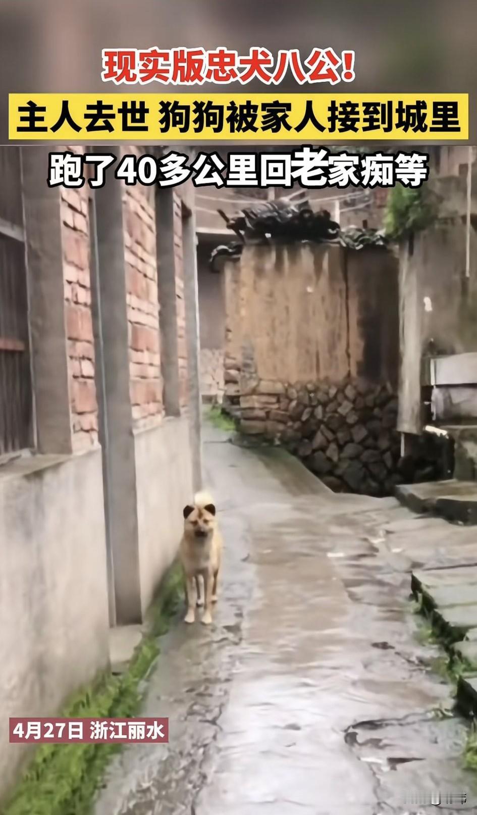 泪目了！这是现实版的忠犬八公啊！一位乡下老人养了一只狗狗，从它很小的时候就养着它