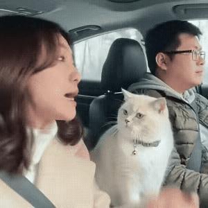 猫咪都懂的乘车礼仪，多少成年人还在装傻？男主人开车开得好