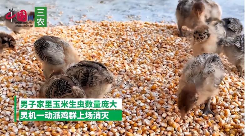 “人怎么能这么聪明！”贵州一男子因没把玉米晒干导致生虫，不仅数量庞大，还总往家门