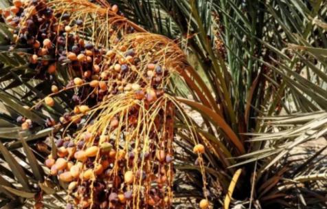 [点赞]埃及在沙漠种植椰枣，改善了恶劣环境，甚至靠出口赚取了30亿，反观我国，