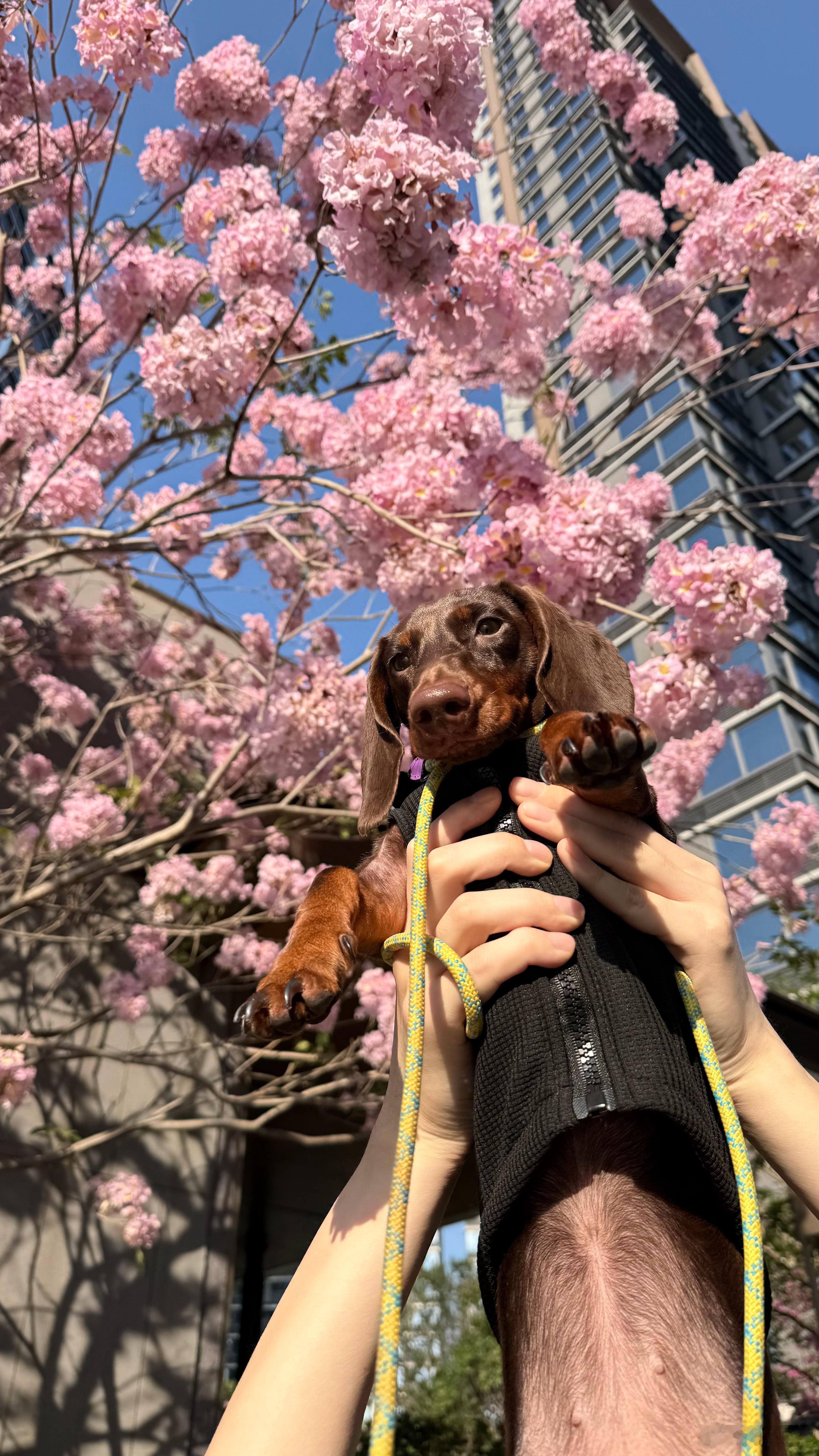 辛巴🦁哈哈哈戒酒第七天