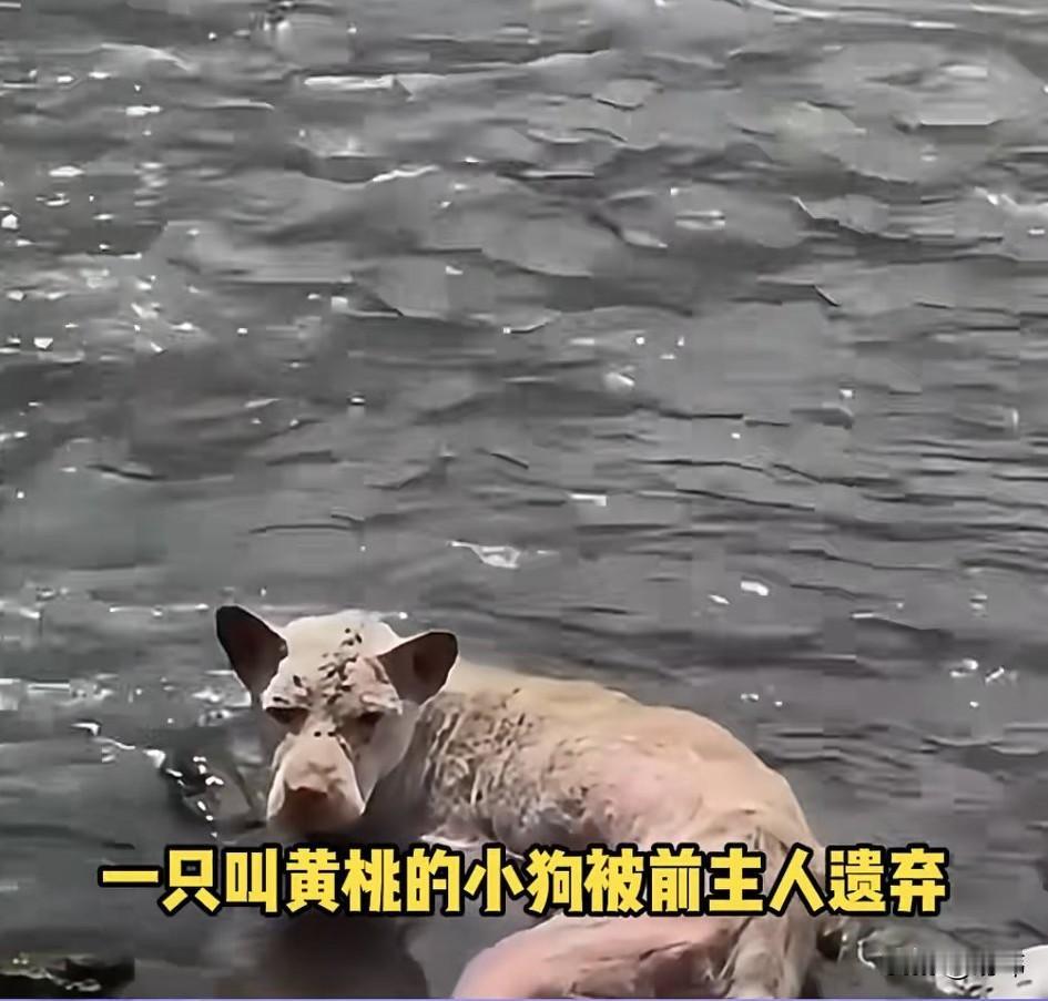 太可怜了！这是一个悲伤的故事，也是一只狗狗悲惨的一生，一只叫黄桃的狗狗因为生病被