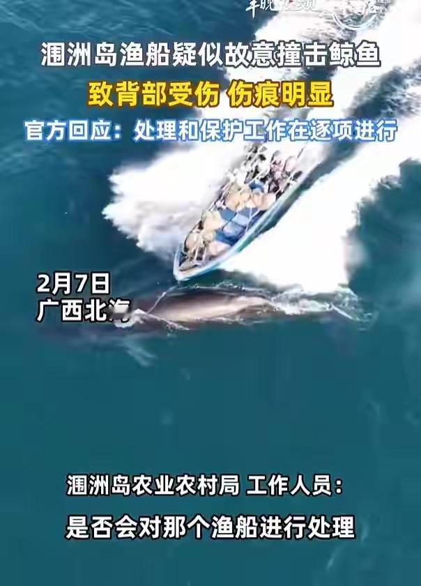 涠洲岛渔船撞布氏鲸太气人！这头叫刀疤哥的鲸本就有旧伤，又被撞出50多厘米新伤，官