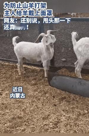 “绝了”！内蒙古，一名主人发现自家养的羊总爱打架，于是想了一个办法，找来一些布
