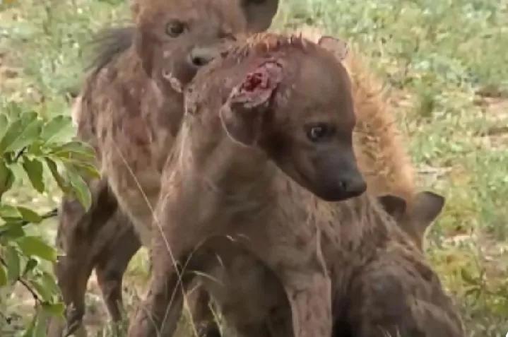 [雄鬣狗的一生，只能用