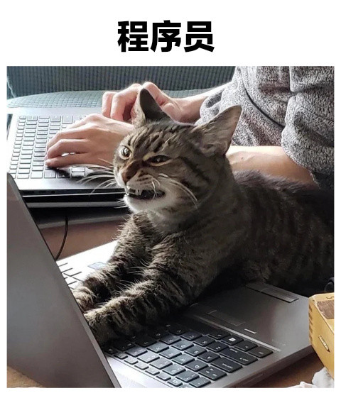 各种不同职业的猫猫今日memes/猫meme​​​
