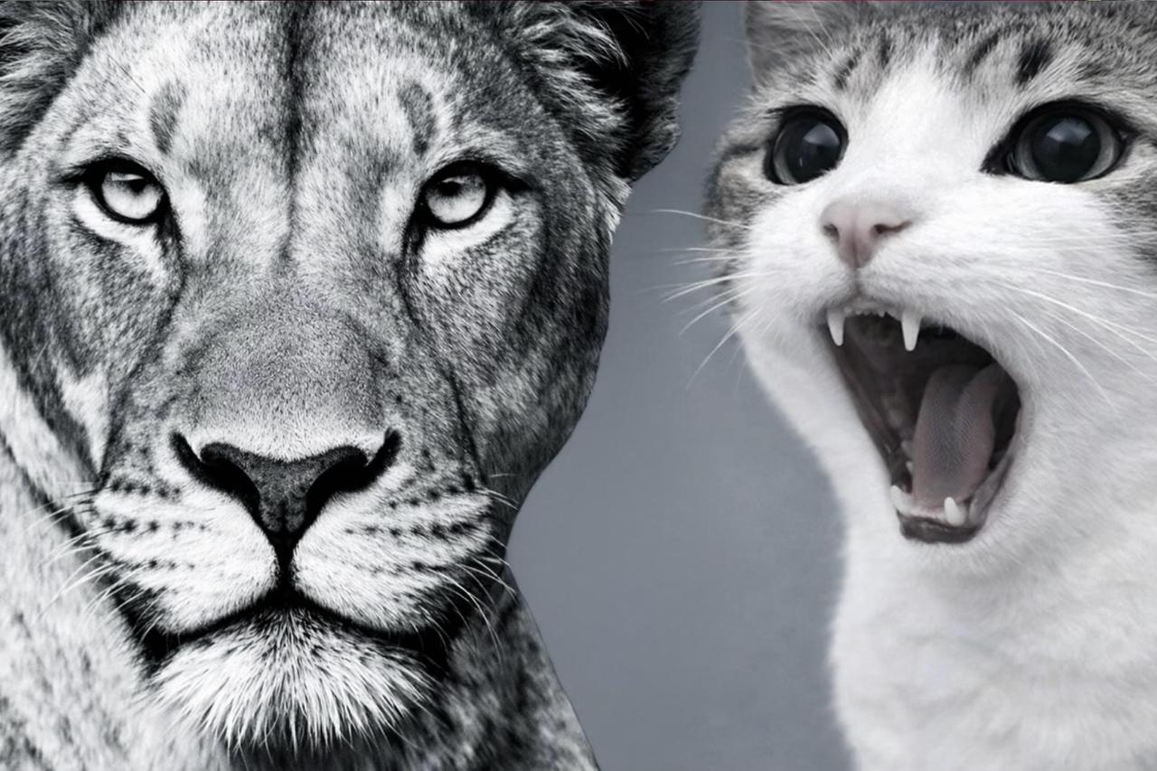 笑了五分钟才舍得发出来…狮子和猫真人版狮子和猫毫无违和感