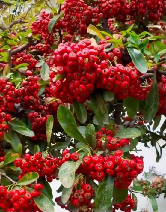 1935年，红军在汉中饿得走不动时，摘了一树红果子吃，没死，还提了神。  