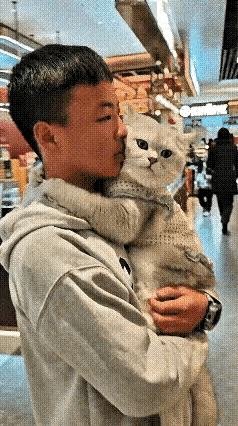 太逗了！周末，一男孩刚到家，家里猫咪就开启“跟屁虫”模式，寸步不离围着打转，走到