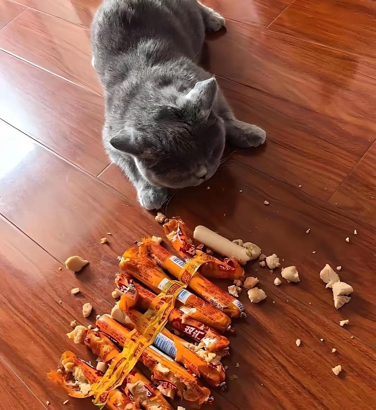 我家的蓝猫，不喜欢吃猫粮，最喜欢吃火腿肠。有时候家里买了火腿肠，除了平常做菜吃以