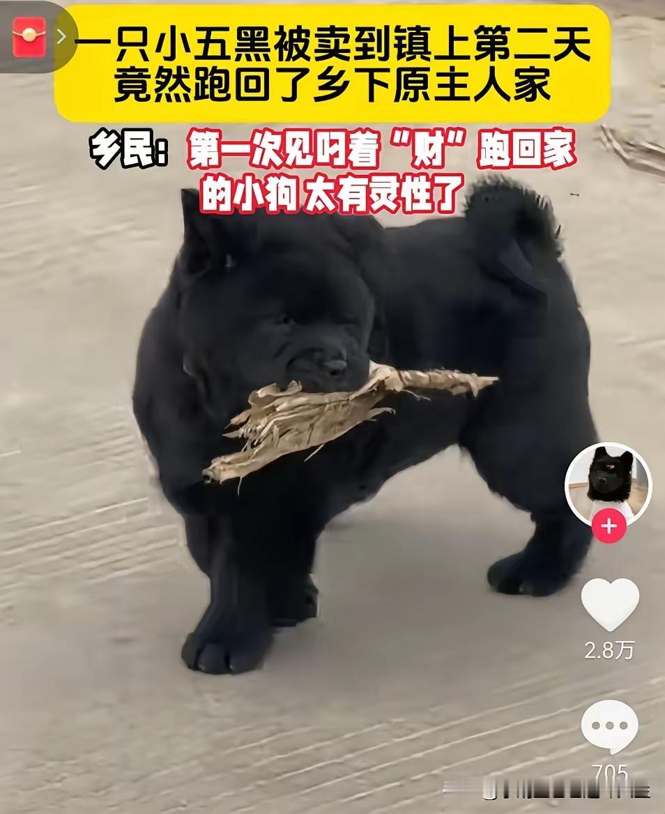 小黑狗被主人卖到了镇子上，第二天嘴里面叼着一块木材回来了，女主人看到了惊讶的叫起