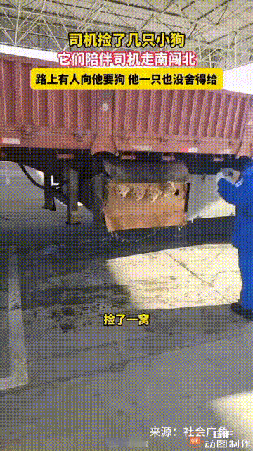 山东烟台一位货车司机在路边捡到了一窝小狗，当时几只小狗仅有半个月大，他生怕小狗会