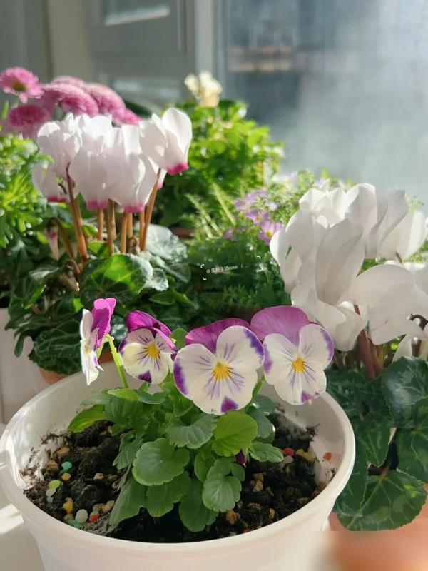 天越冷越要“惯”着的7种花！我家君子兰刚冒花箭，邻居追着问秘诀！最近好多花友