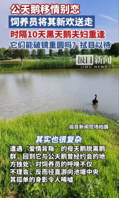 万物皆有灵！”湖北武汉，一只公天鹅和一只母天鹅相爱10多年，谁料，公天鹅突然移情