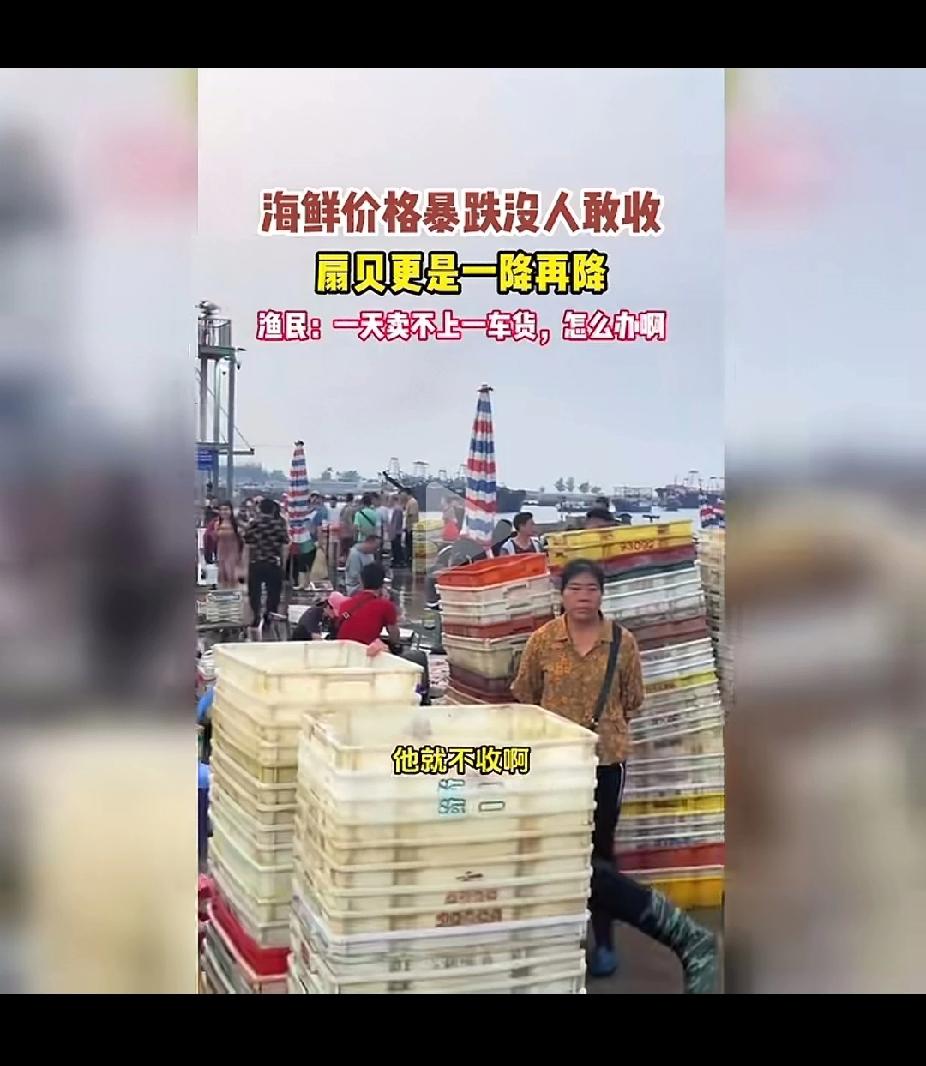 担心的事还是发生了，日本扇贝的进口直接影响了本国扇贝的销售，码头上的扇贝堆积如山