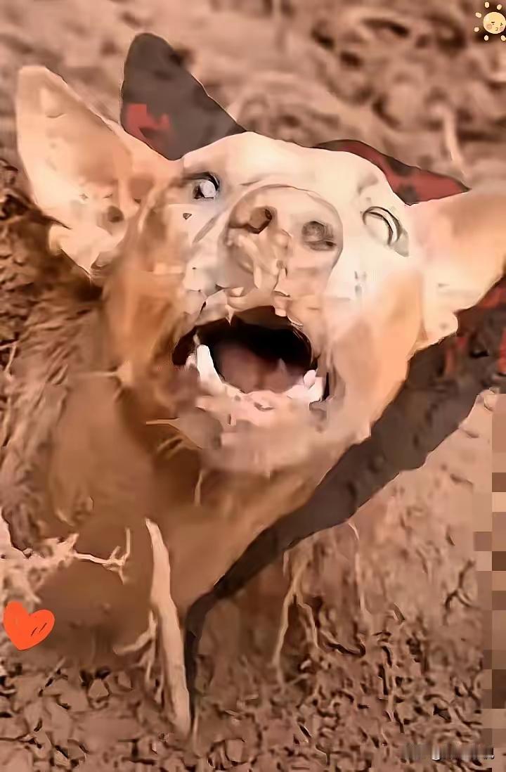 警犬追捕毒贩时，突然停住，死活不往前走了。拽绳，不动。下命令，不听。班长以为它怕