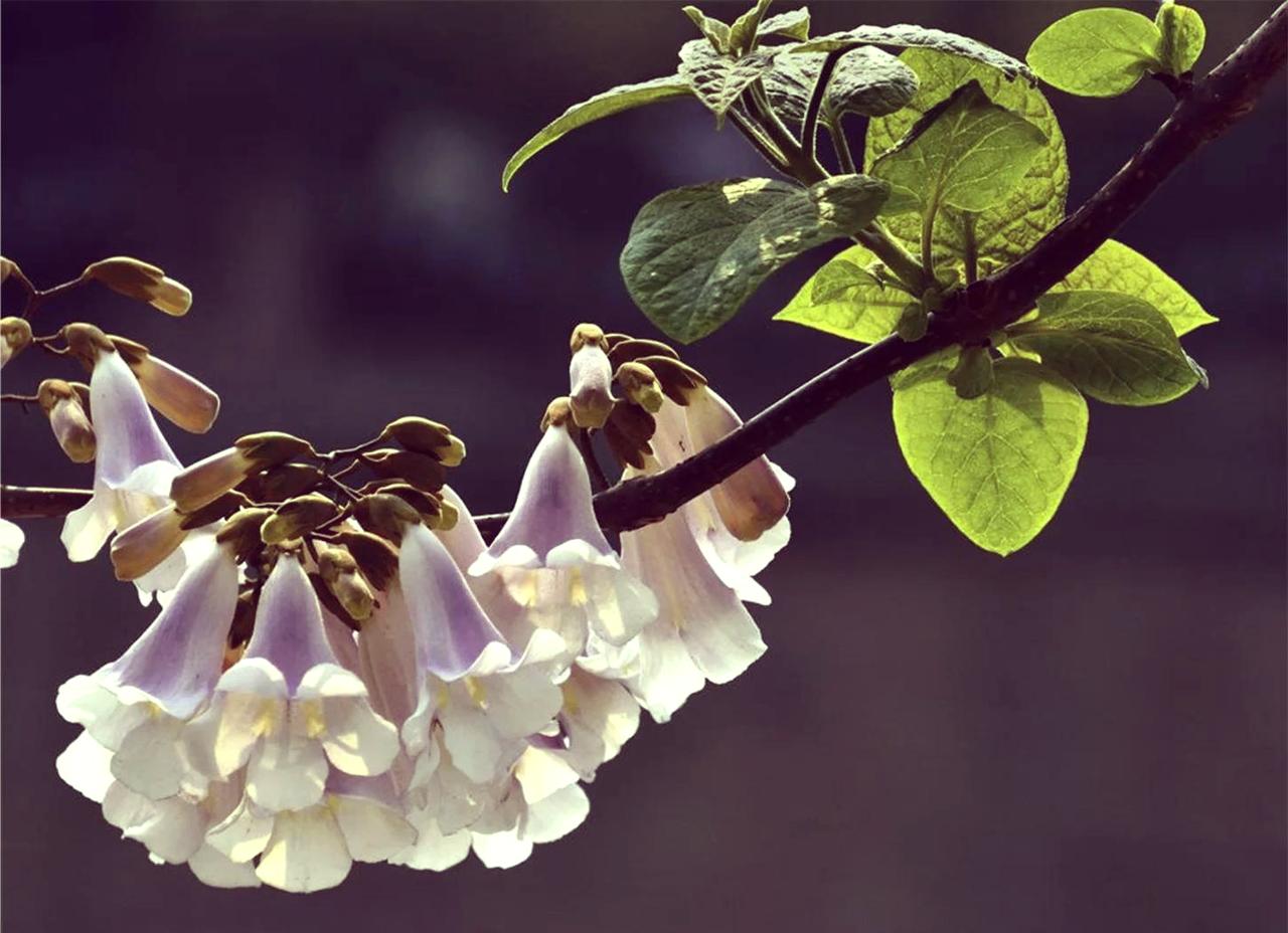 初中语文上105有点难[捂脸哭]孩子学校昨天开始期中考试，语文首当其冲最先考。晚