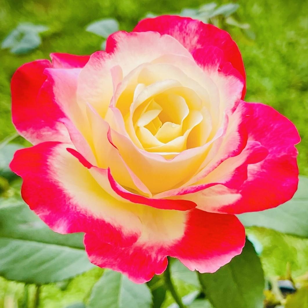 月季花那简直就是花卉界里藏着的“超级宝藏盲盒”！我家院子里就种了几株，一到花期，